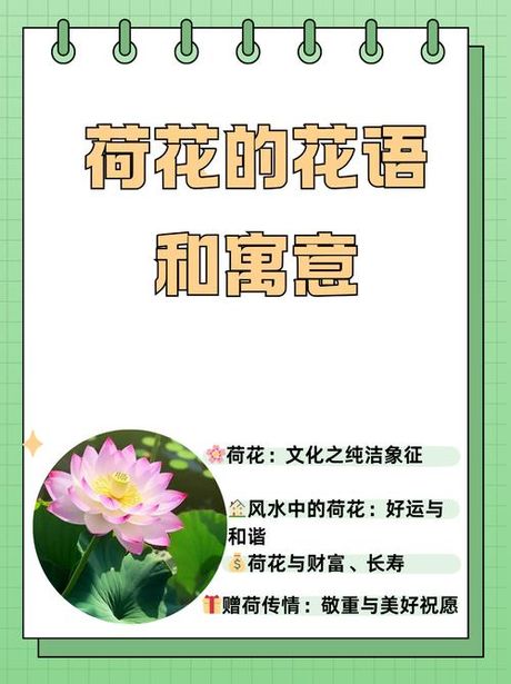 荷花象征什么