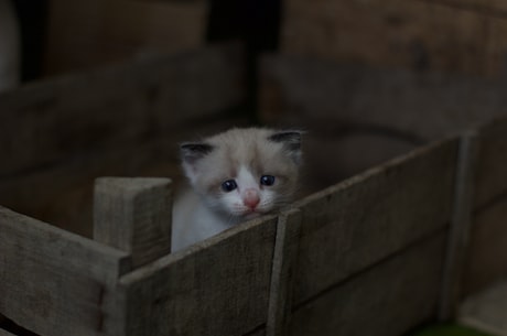 双面猫(双面猫：神秘的猫科动物)