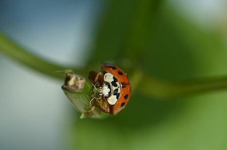 毛囊虫(毛囊虫：什么是毛囊虫)