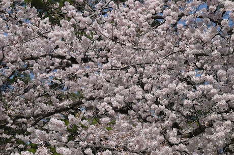 财神节(春节之后另一个重要的传统节日——财神节)