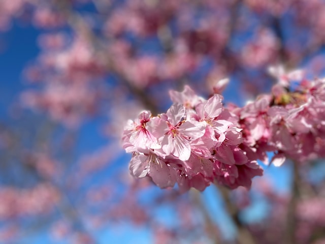 十里红莲艳酒：红花如火，醇香无比