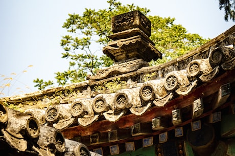 北岛康介(四川省茂县的北岛康介荣获年度全球最美野生动物摄影作品奖)