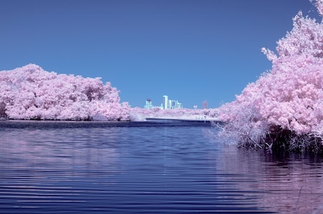 樱花校园模拟器联机版(樱花校园模拟器联机版：尽享校园乐趣)