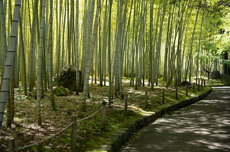 香口清茶(香口清茶，茶中佼佼者)