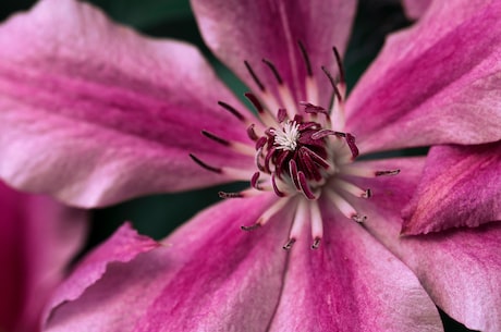 花瓶(缤纷花瓶：让你家的鲜花更加精彩)