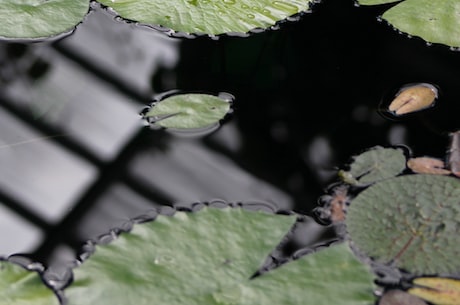 水草玛瑙(水草玛瑙——一种神奇的水下植物)