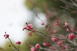 花胶汤(这是一份地道的花胶汤秘方，健康又美味！)