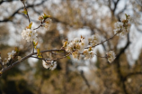 芜湖是哪个省(【芜湖是哪个省】--一座美丽的江南城市)