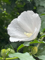 木芙蓉图片，惊为天人之美！木芙蓉图片让你感受大自然的鬼斧神工