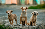 巨型犬(巨型犬酷爱游泳，教你如何让巨型犬享受夏日水上玩耍)