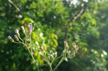 铁骨草(铁骨草：好吃又好药的野菜)