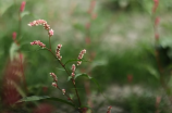 丽水莲花(探寻丽水莲花的优美之处)